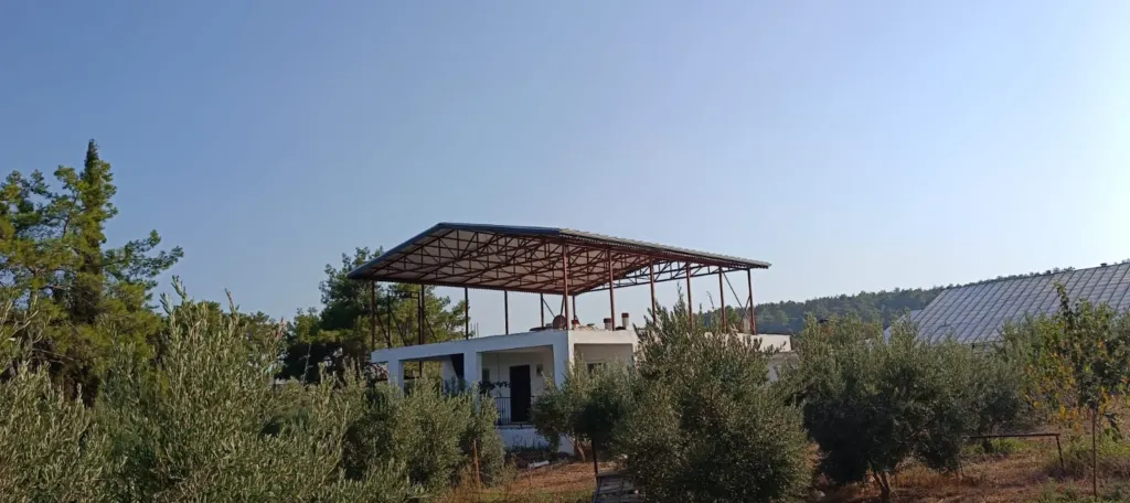 Zeytinlik içindeki yapı üzerinde çelik taşıyıcı ve trapez sac kaplama